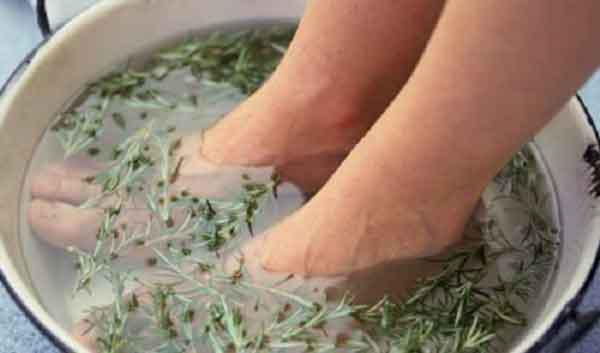 Cây ngải dại chữa viêm da cơ địa hiệu quả không? Hướng dẫn cách dùng hiệu quả