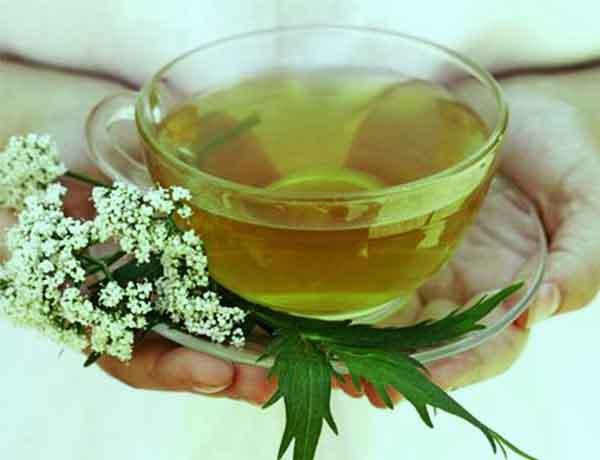 Cây ngải dại chữa viêm da cơ địa hiệu quả không? Hướng dẫn cách dùng hiệu quả