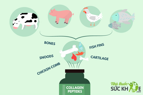 Collagen từ da lợn, bò và gà